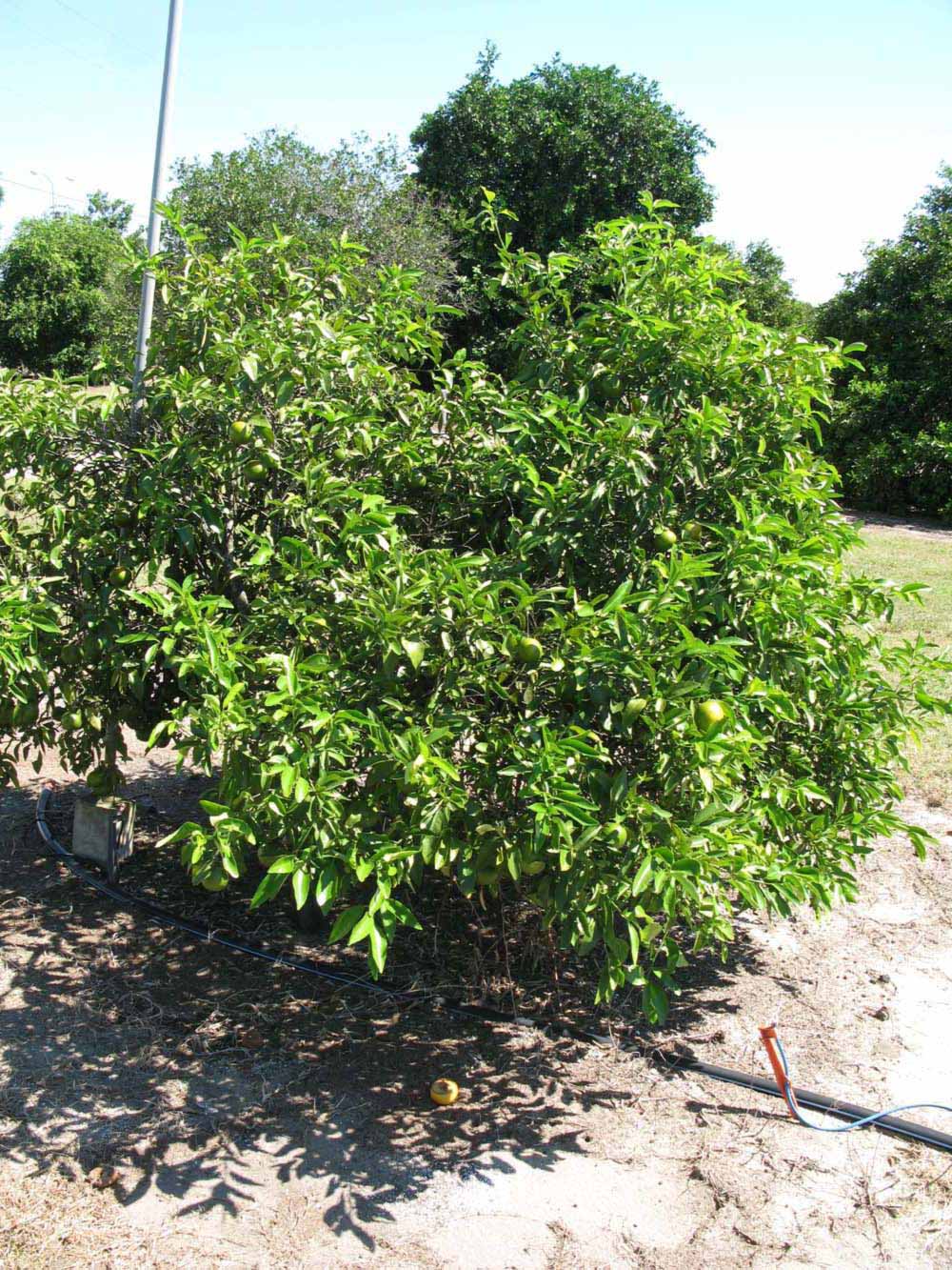            Habit (Winter Haven, FL)   